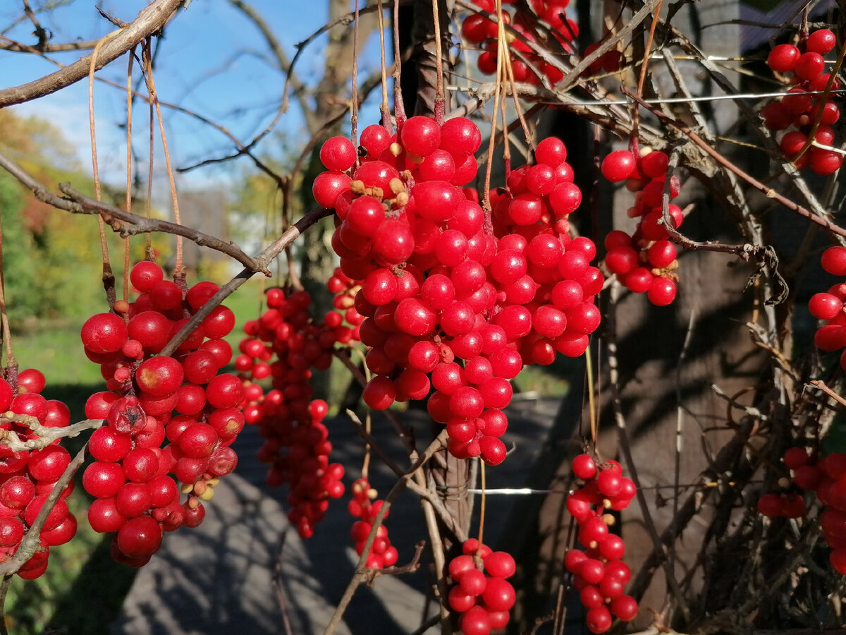 Лимонник китайский (Schisandra chinensis) в нашем саду - все этапы развития  в фотографиях и видео | Садовые затеи | Дзен