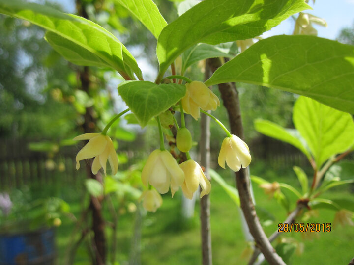 Лимонник китайский (Schisandra chinensis) цветёт в нашем саду 28 мая 2015 года. Фото автора @Маша Генералова 