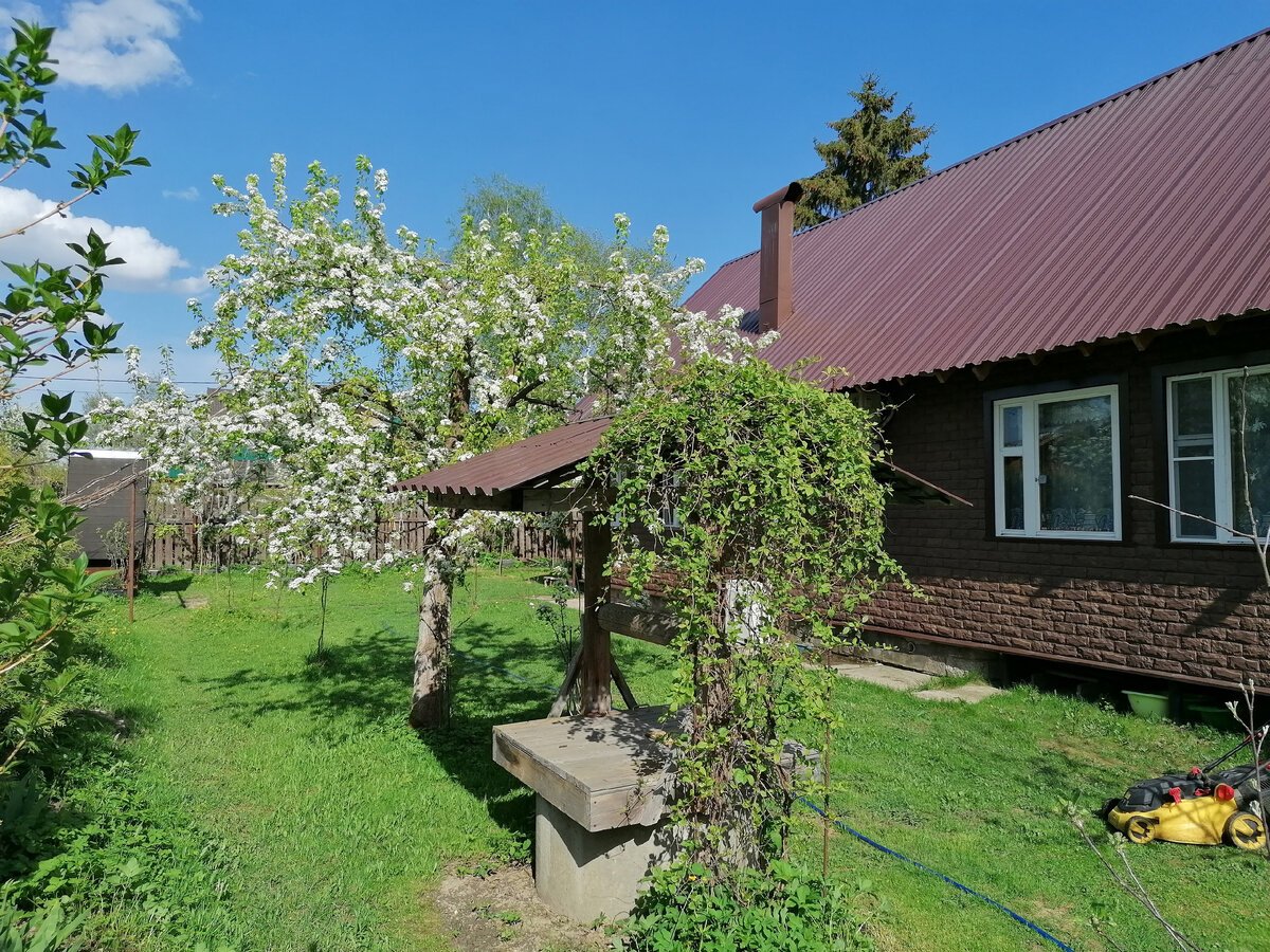 Наш Лимонник Китайский (Schisandra chinensis) около колодца в мае. Фото автора @Маша Генералова