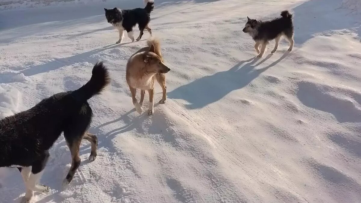     Об этом сообщили в администрации Костомукшского городского округа.