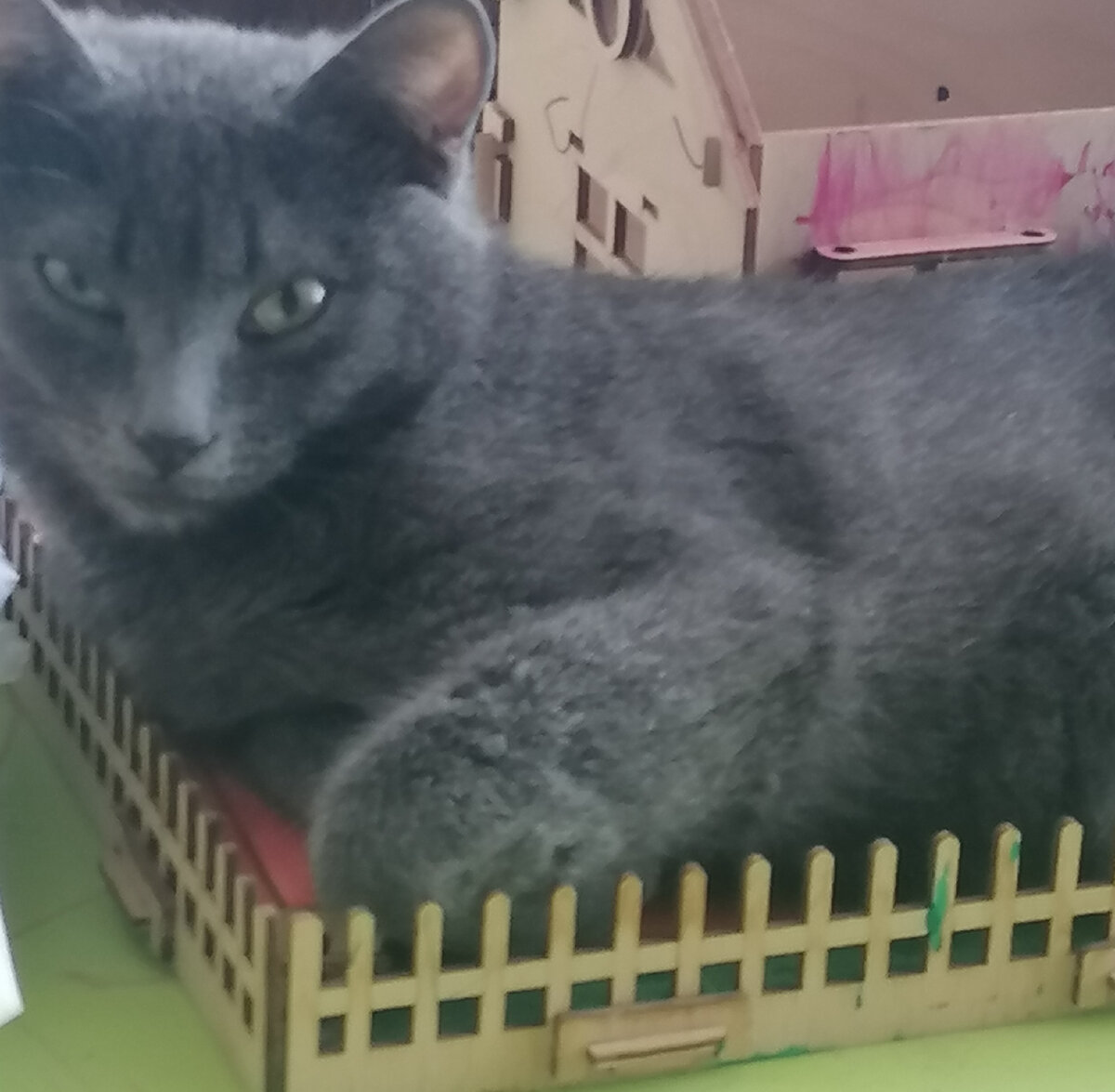 Кот Самсон. 