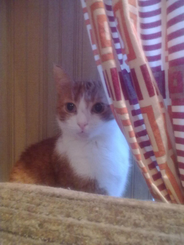 котик с вопросом. котик с вопросом. кошка с вопросительным знаком. коты вопрос ответ. кот со знаком вопроса.