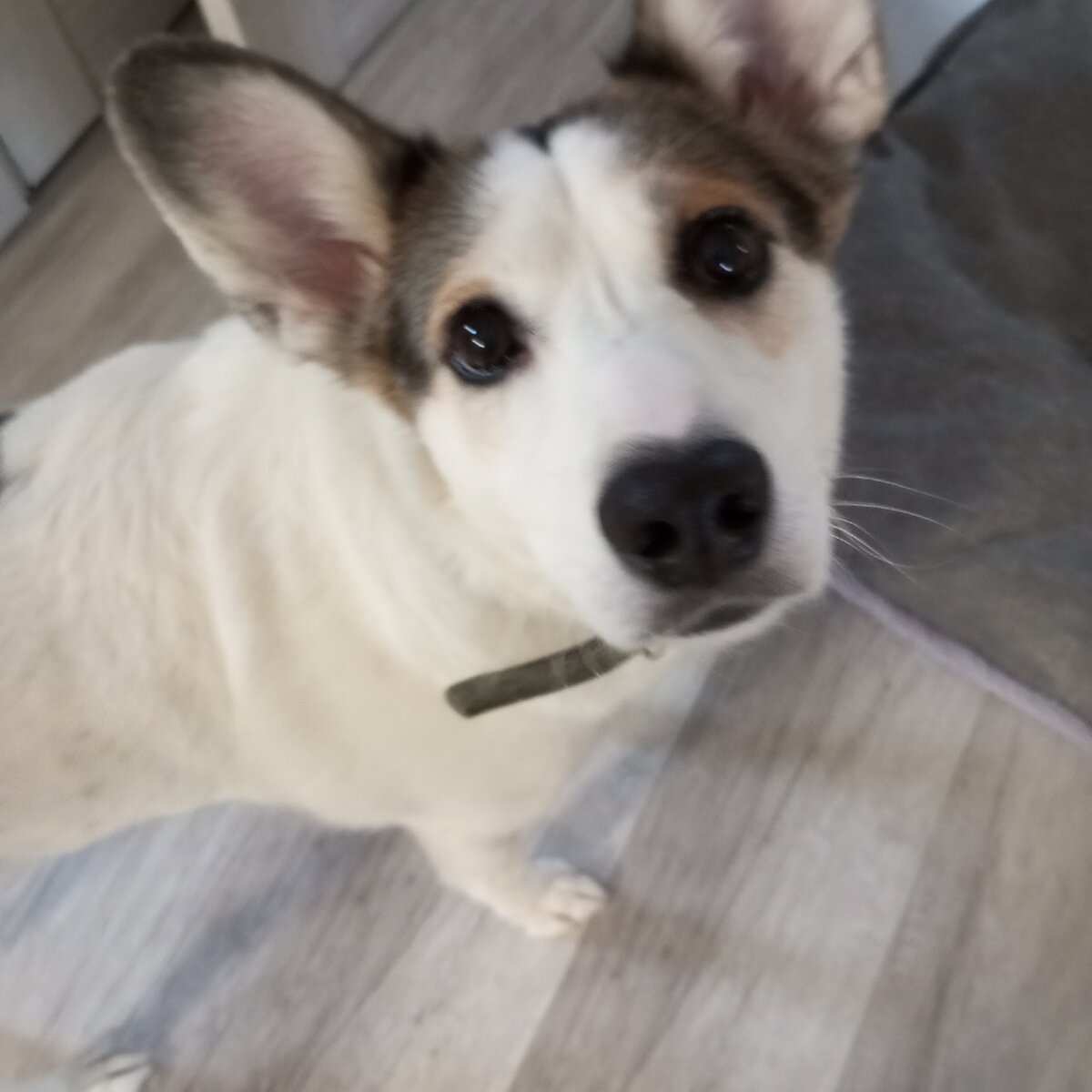 Задачи рэш ответы. Российская электронная школа правильные ответы. Рэш правильные ответы скриншоты. Российская электронная школа правильные ответы. Реш алгебра 46 урок.