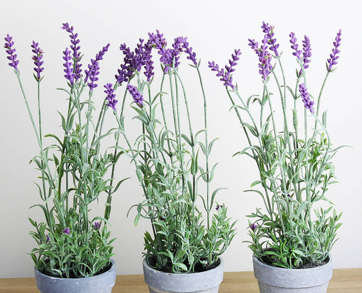 Лаванда - универсальное растение. Успокаивает нервную систему и радует глаз.