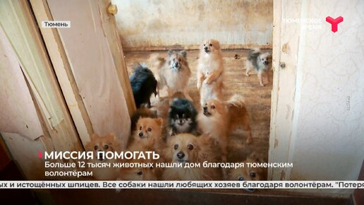 жесткое обращение к животным. помощь животным тюмень.