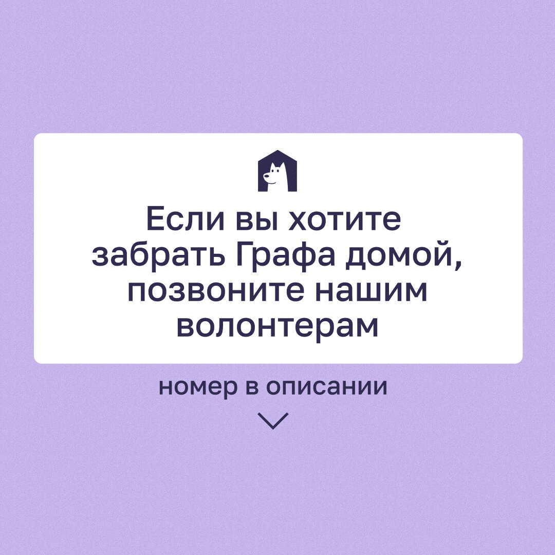 Ваш спутник по жизни пес Граф 👑 | Приют в Печатниках | Дзен