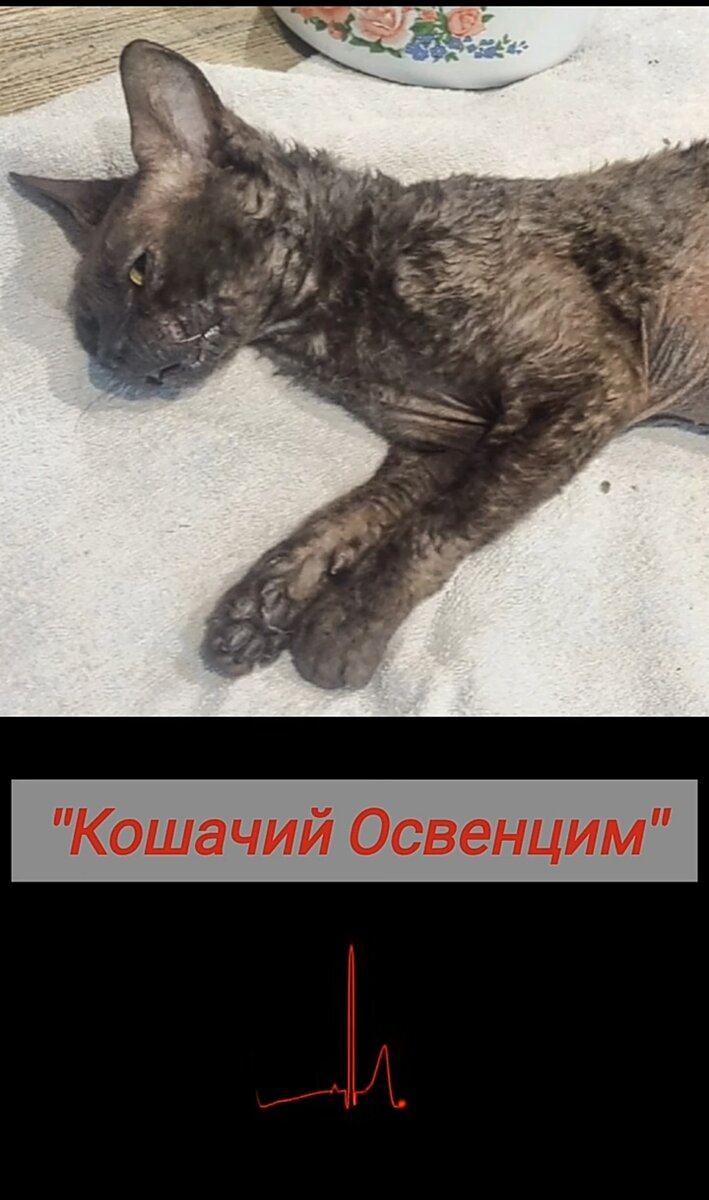 Помогите распространить репостами🙏🙏🙏