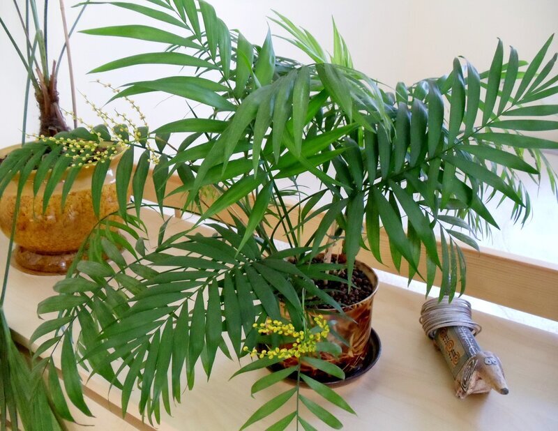 Si quieres que tu hogar esté decorado con una exuberante planta de una especie exótica, Chamedorea es lo que necesitas. ¿Cómo cuidar una palmera para disfrutar de su belleza?