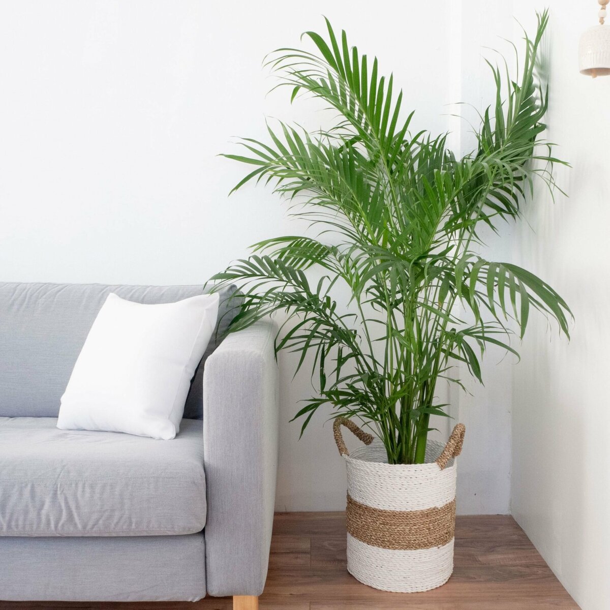 Si quieres que tu hogar esté decorado con una exuberante planta de una especie exótica, Chamedorea es lo que necesitas. ¿Cómo cuidar una palmera para disfrutar de su belleza?