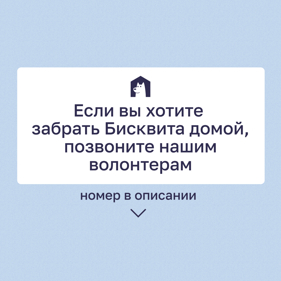 Пес Бисквит, которой не испортит вашу фигуру! | Приют в Печатниках | Дзен