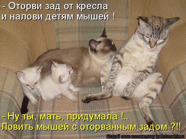 Хочу на русский. Смешные котики с надписями. Кот смешные надписи. Прикольные кошки с надписями. Смешные коты с надписями