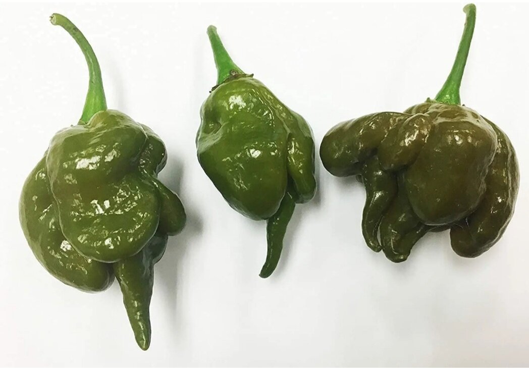 Яндекс картинки. Перчик горчичного цвета и не самый жгучий. Огонь моей мини- коллекции перец Jigsaw Peach - 2 млн сковиллей