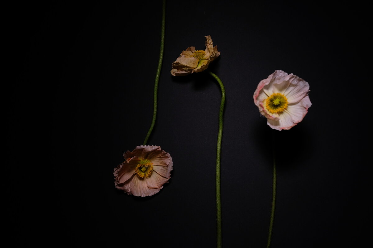    Мастерская Sota flower открывает школу флористов (фото 1)