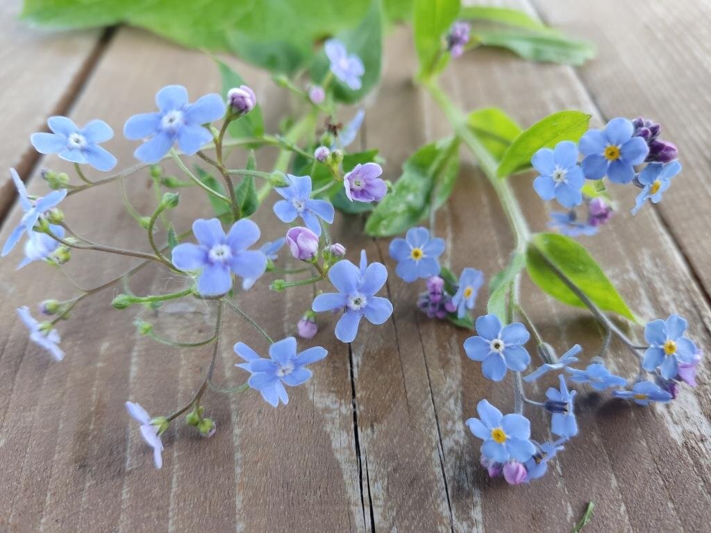 Плюмерия: Цветок, который подходит для знака «Рыбы» | Цветок под солнцем🌷  | Дзен