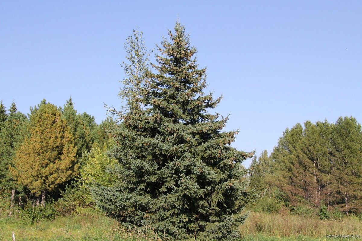 ель тюменская сорт. ель глаука коника. ель канадская глаука коника. ель обыкновенная фробург. ель сизая/канадская conica.