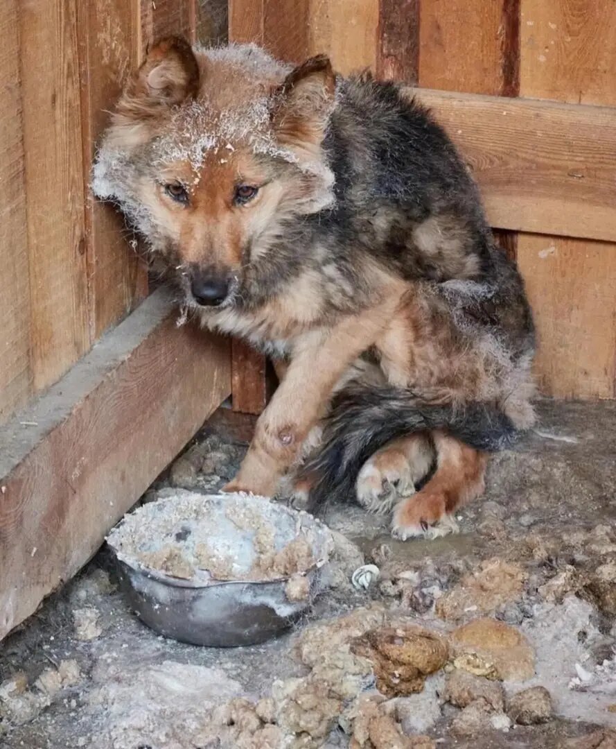 Череповчанка спасла от смерти четырех собак в Бурятии. Фото: АНО помощи бездомным животным "Планета добра".