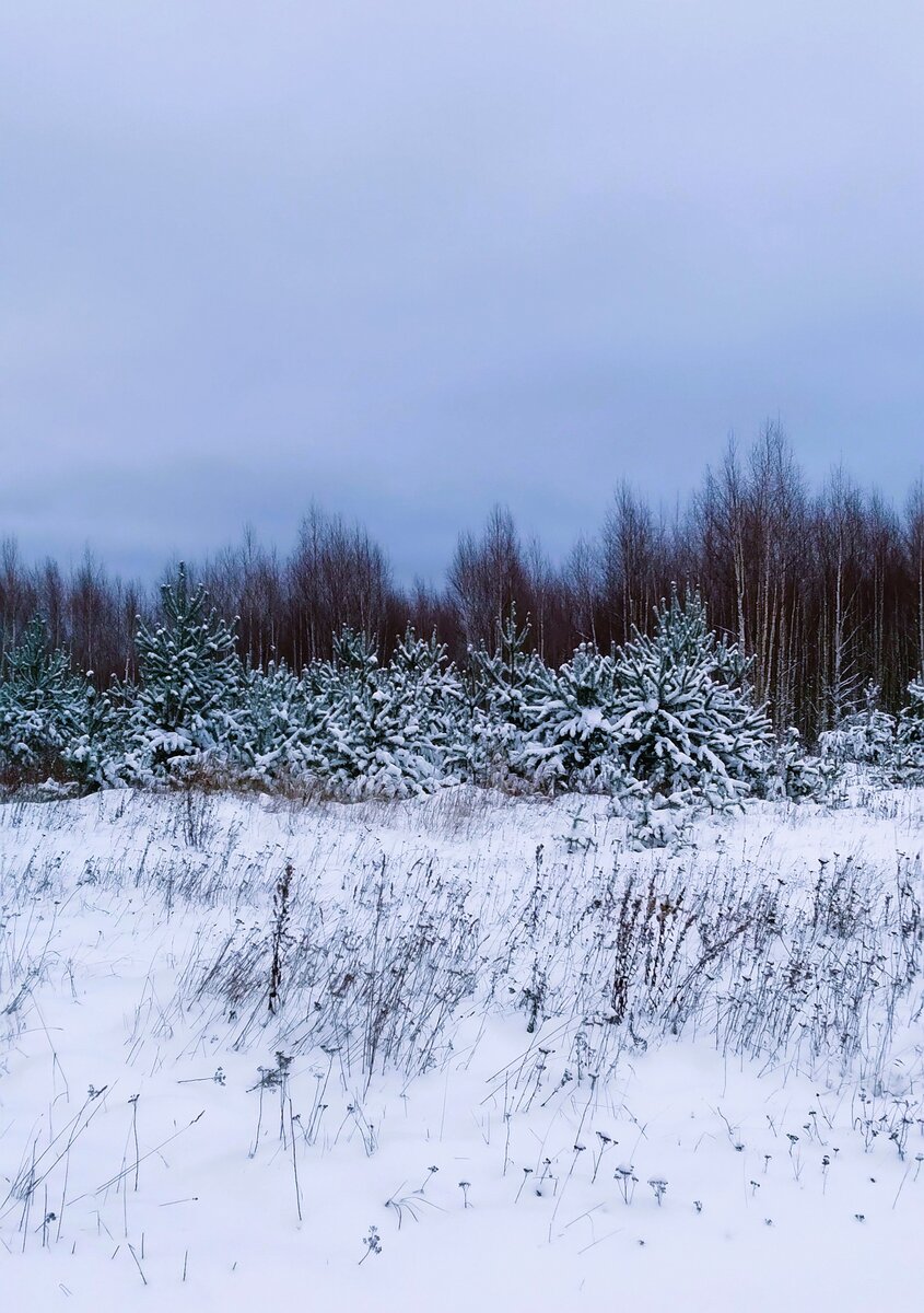 Молодые сосенки