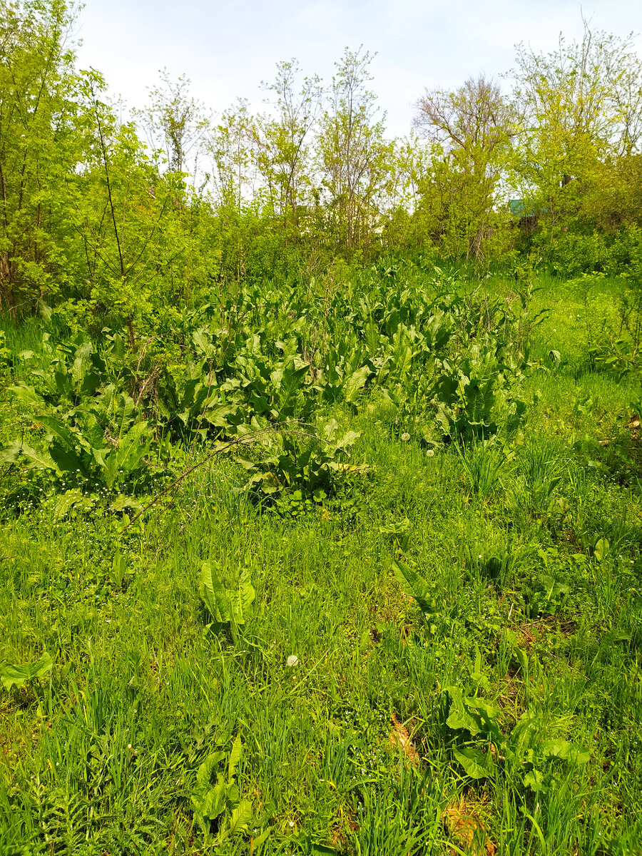 Теткин огород. Не паханная целина.