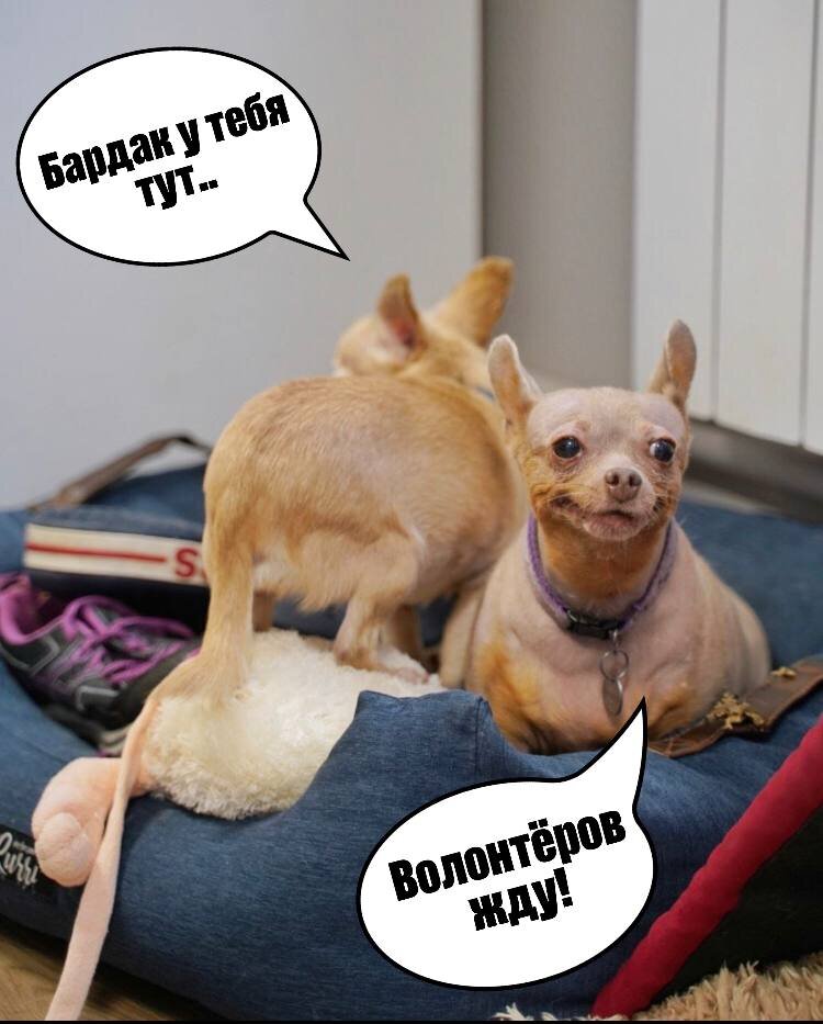 королевский чихуахуа длинношерстный. кутята чихуахуа. маленькая собака чихуахуа. йоркширский терьер маленький. маленькие чихуахуа.