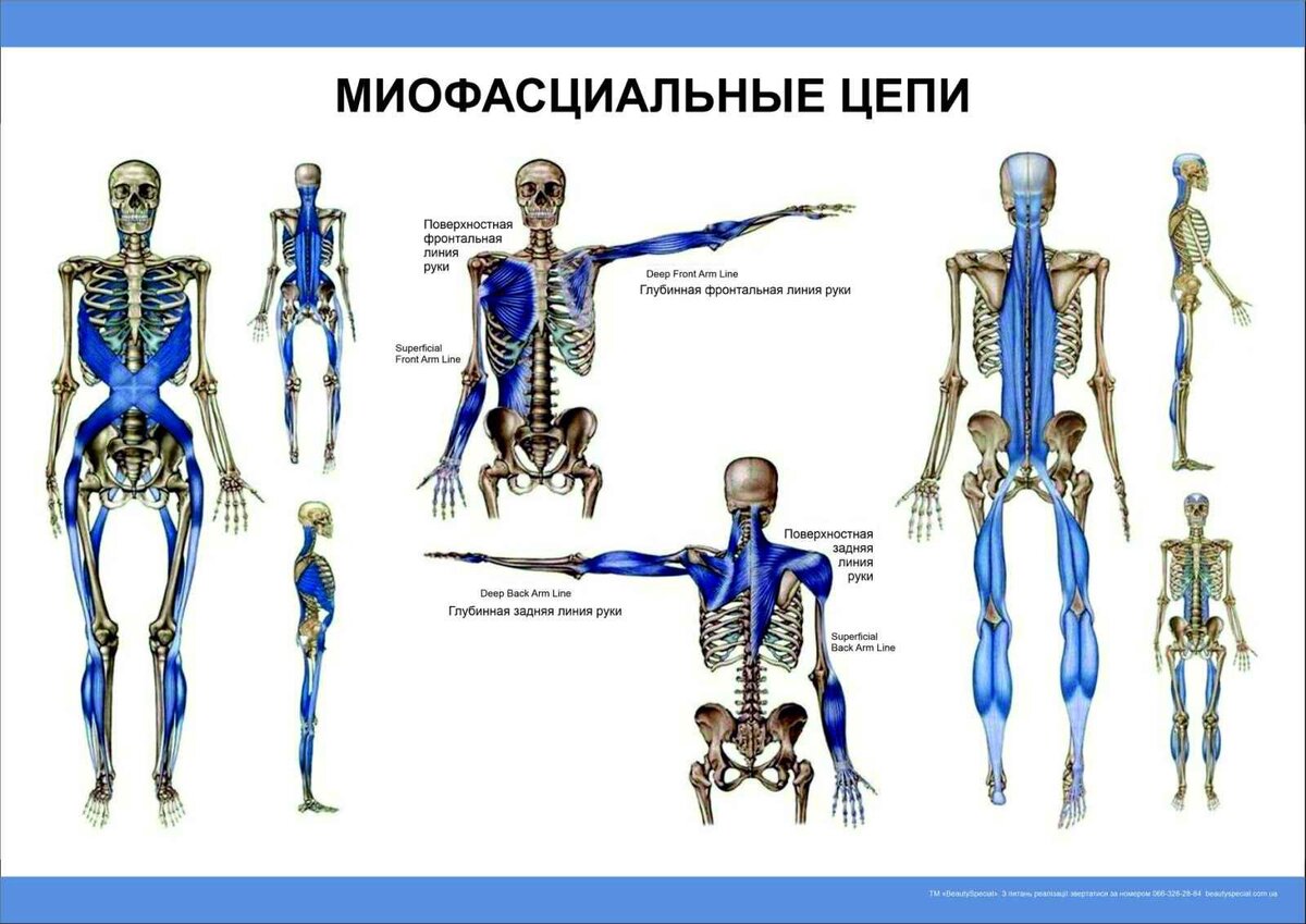 От чего зависит осанка. Работа со сколиозом | ОртоМед здоровье спины | Дзен