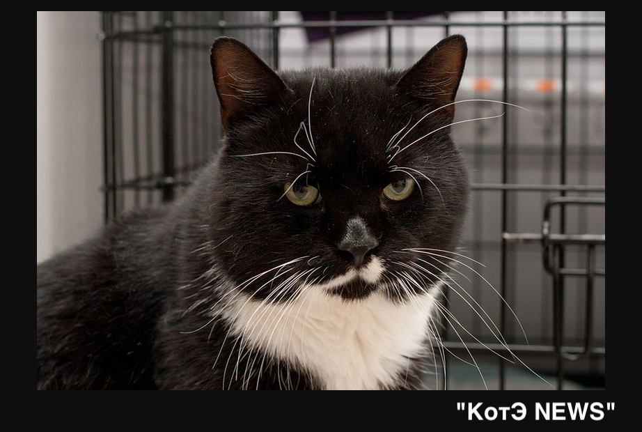 Как получить кота. Котята в приюте. Как получить кота. Головы котов в роблоксе. Как получить кота.