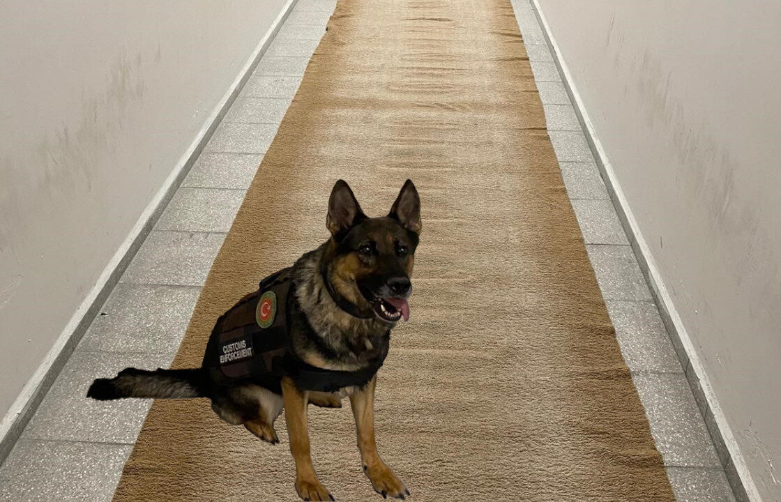 Собака нюхач сидит на ковре, пропитанным метамфетамином