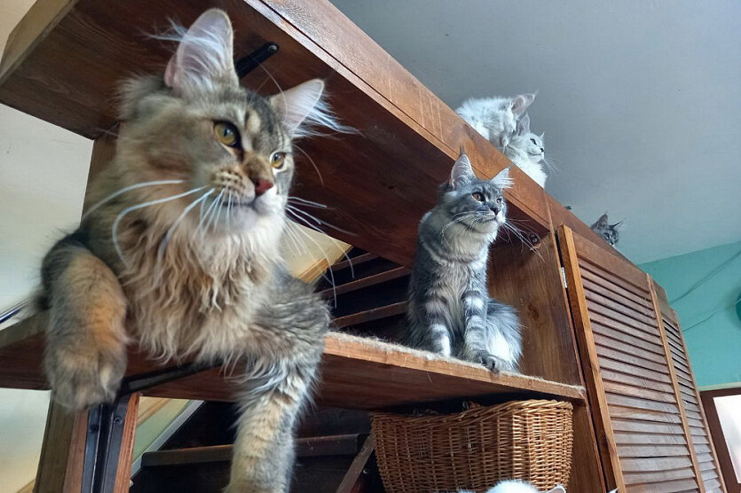 Гигантский кот мейн кун. Мейн-кун. Кот баривель мейн кун. Кошки гиганты мейн кун. Мейн кун рекорд гиннесса.