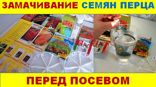 Замочить семена перца перед посадкой на рассаду Замочить семена перца перед посадкой на рассаду