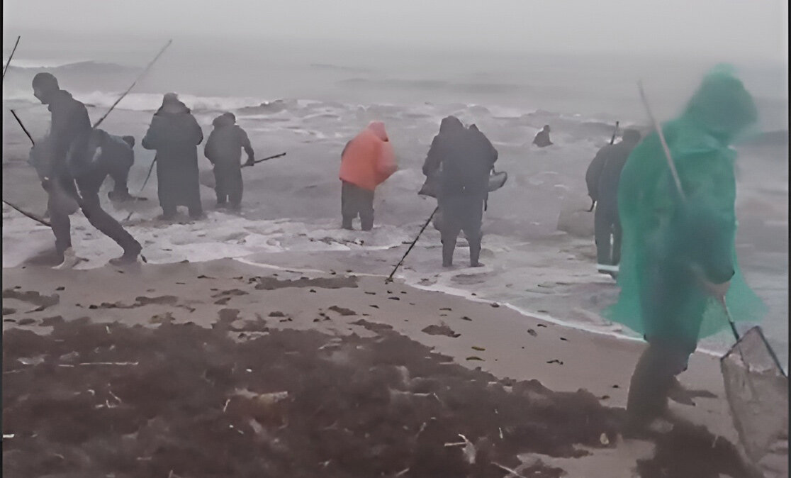 После шторма на берег выходят сотни охотников за янтарем