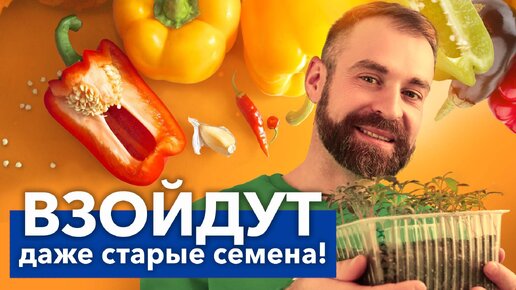 Сумасшедшая всхожесть любых семян! Простой способ разбудить семена перца и не потратить ни копейки