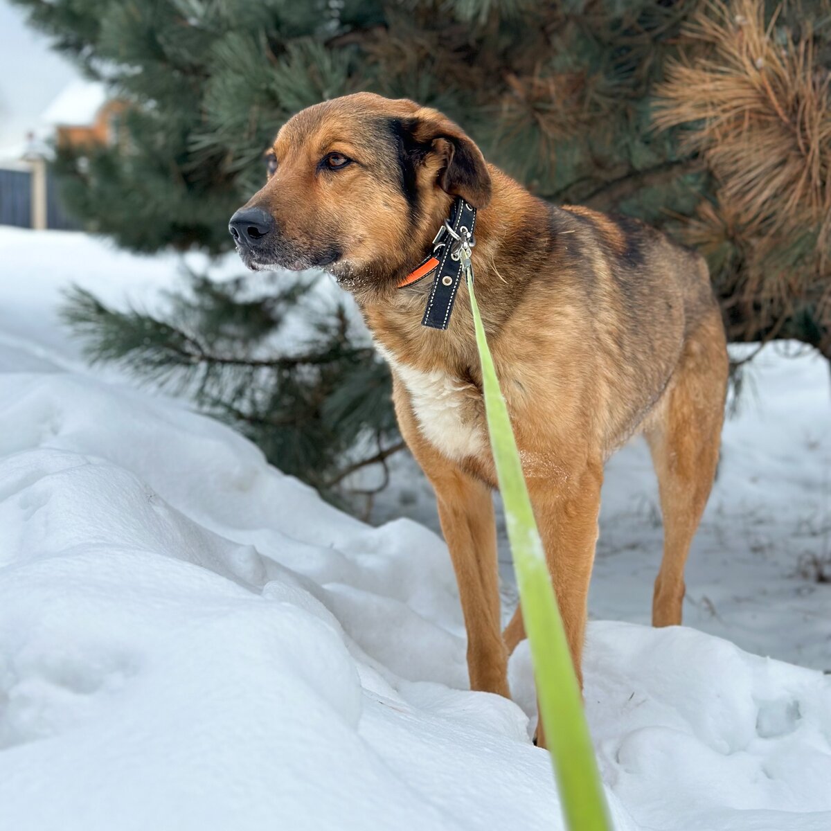 Пёс породы друг! Не так уж он велик - около 60 см. Дружелюбный, быстро привыкает к человеку.
