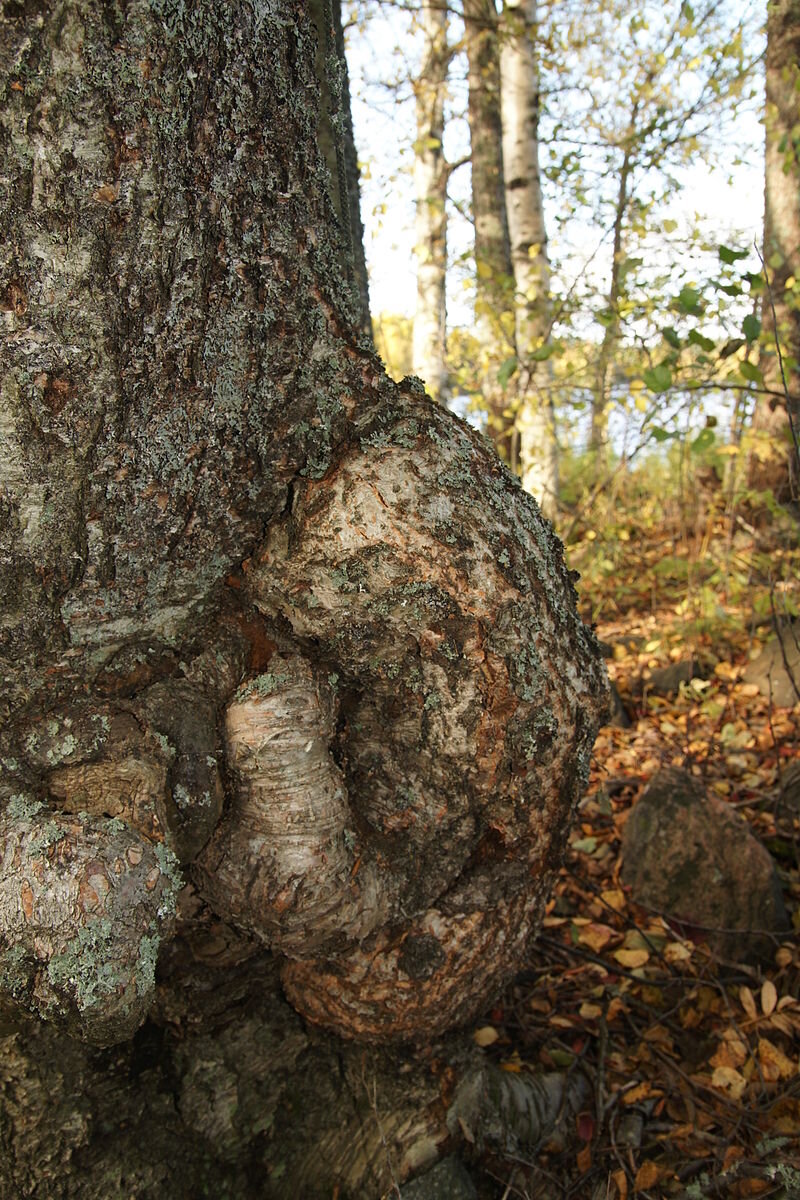Сувель - нарост на стволе дерева, фото из свободного доступа https://yandex.ru/images