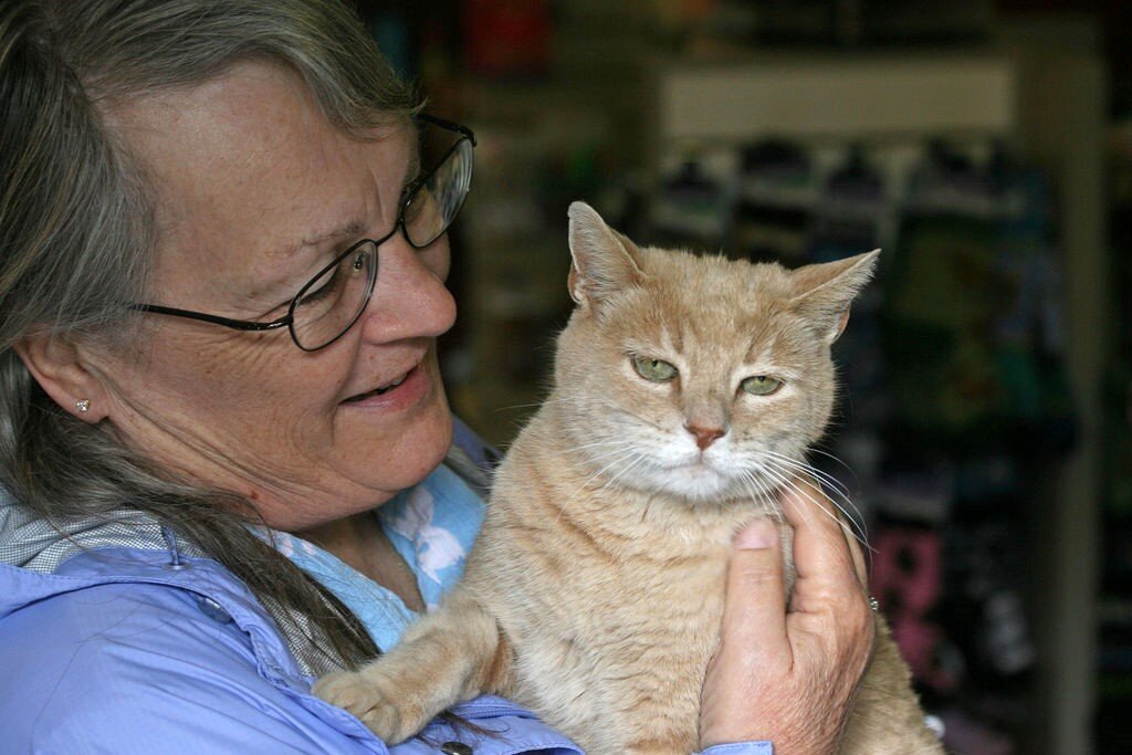 Маленький котенок. Имена для черных котов. Обои на рабочий стол котята. Милые котята. Чёрный кот.