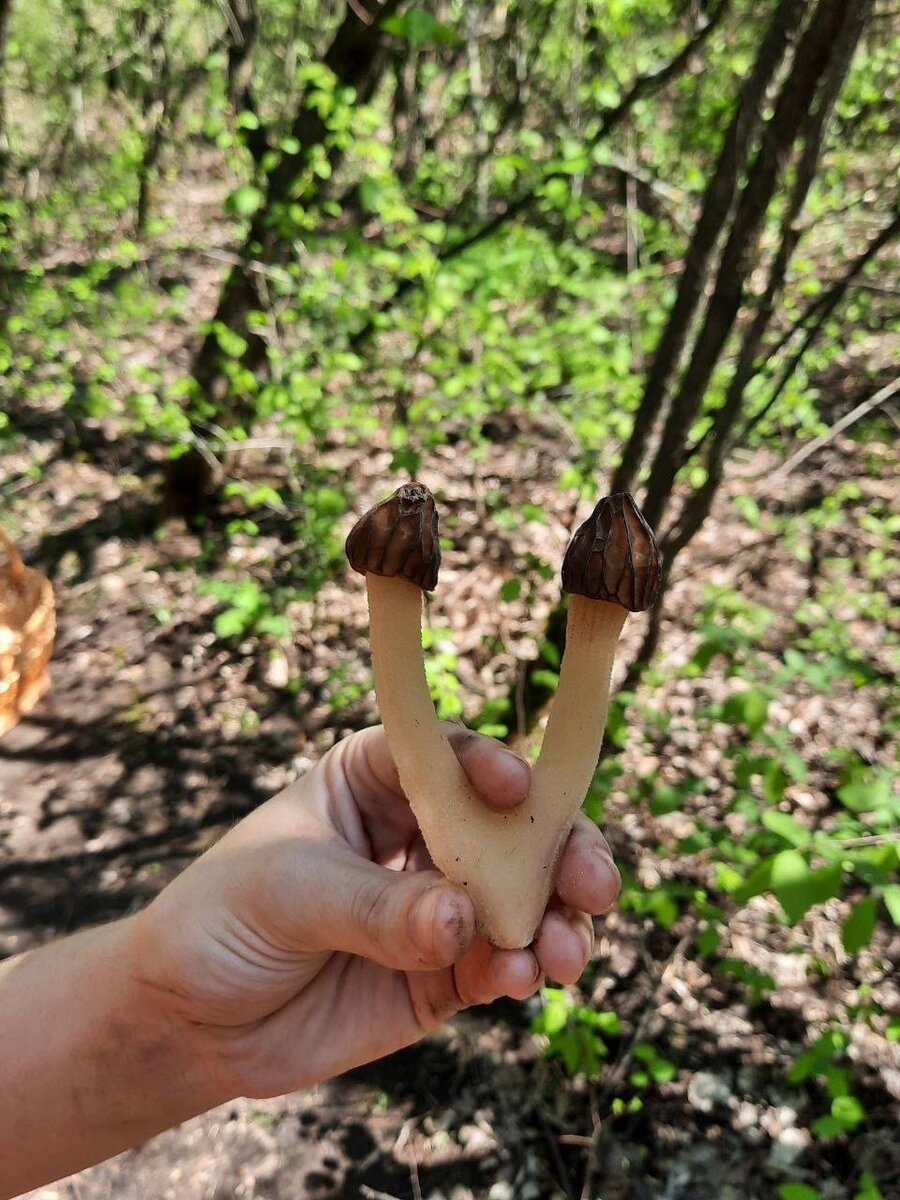 Сморчок полусвободный, сросшийся воедино.