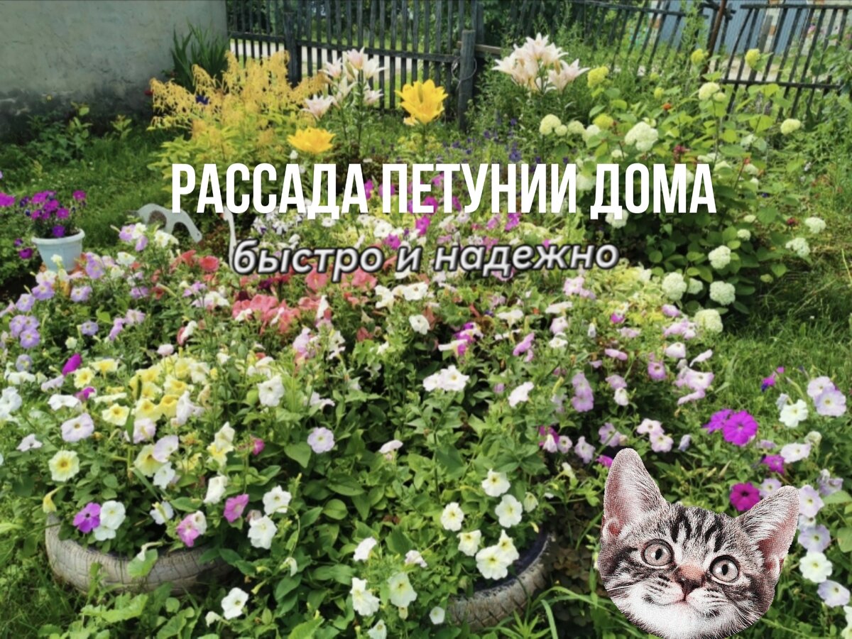 Петуния в огороде марле