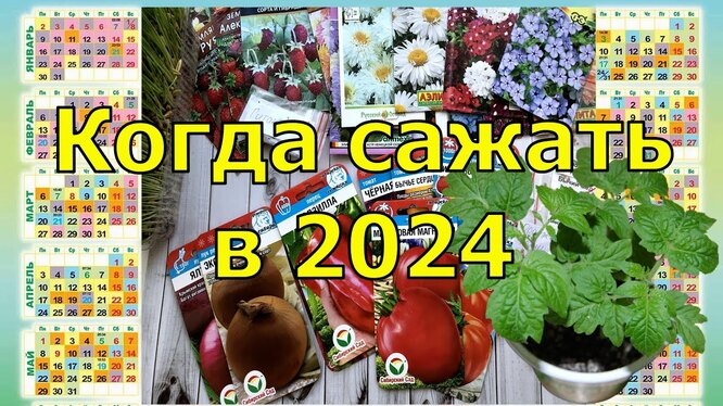 Календарь комнатных растений на февраль 2024 года