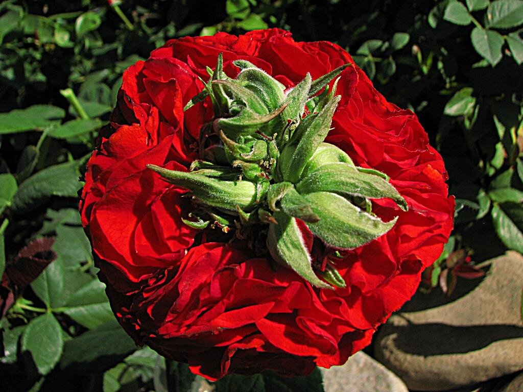 Роза Ред Ай