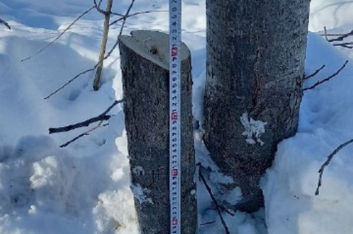    На Камчатке ищут спиливших в природном парке «Налычево» деревья