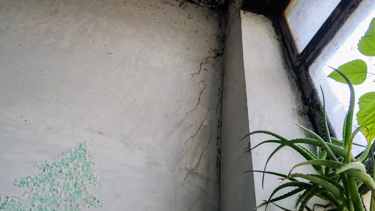     Плесень очень опасна для взрослых и детей, от нее необходимо избавляться. Расскажем о верных способах борьбы с плесенью.