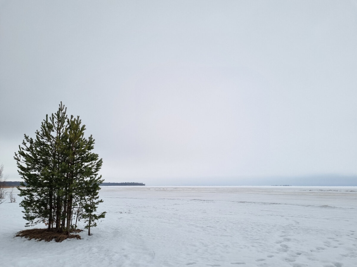 Берег Финского залива в районе Курорта