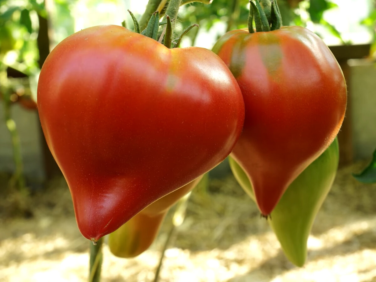помидор сердце. помидор сердце. помидор в виде сердца. томат бычье сердце крупный. томат сердце красного дракона сибирский сад.