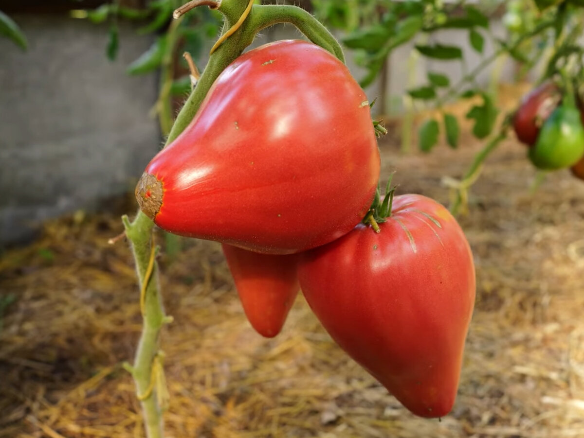 Какие сорта помидор самые. Какие сорта помидор самые. Семена томатов для теплиц открытый грунт. Какие сорта помидор самые. Томат лемешко сорт.