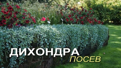 ДИХОНДРА - серебристый водопад! Посев.