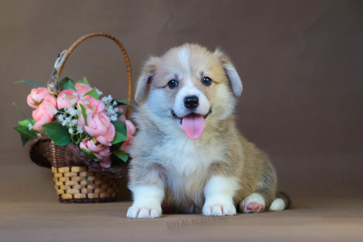 На этом фото Монти 1 месяц