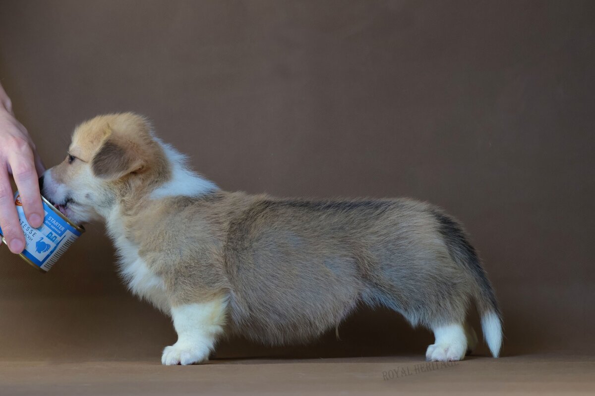 Какой очаровашка