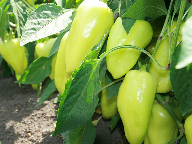 Сорт Египетская сила