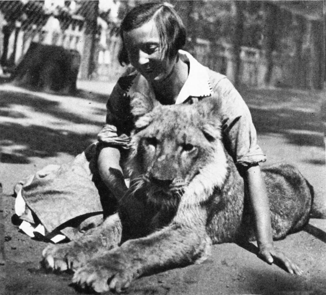 Лев кинули. Лев кинули. Питомцы веры чаплиной. Чаплина кинули. Львица кинули.