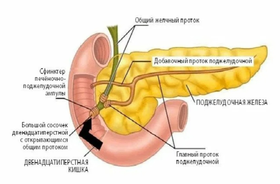 Сосочек 12 перстной кишки. Общий проток поджелудочной железы. Печеночно поджелудочная ампула со сфинктером. Анатомия протоков поджелудочной железы. Общий желчный и панкреатический протоки.