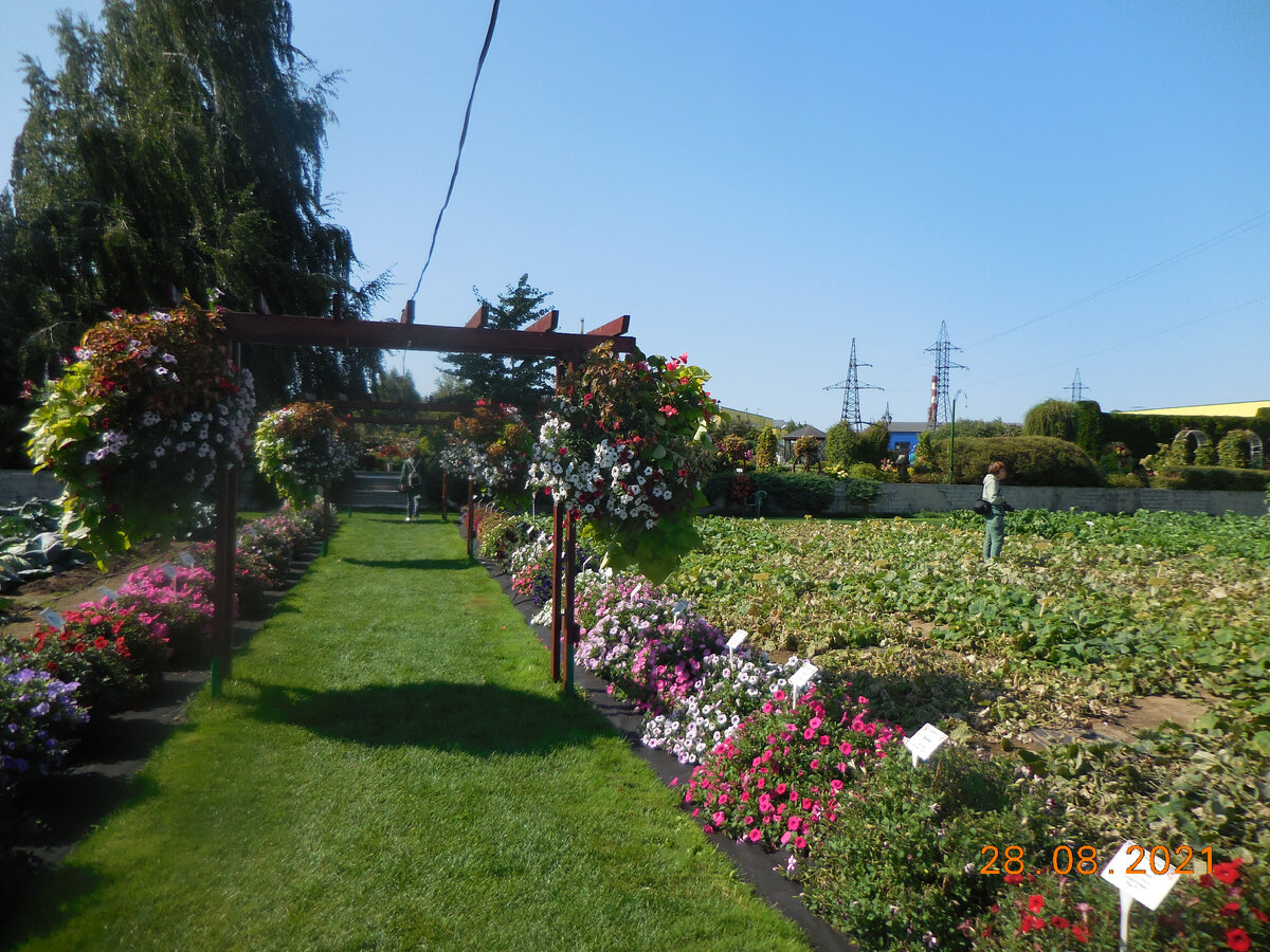 долина мак-мердо. антарктида пустыня мак мердо. многолетняя (вечная) мерзлота. земля с травой. сухие долины мак-мердо.