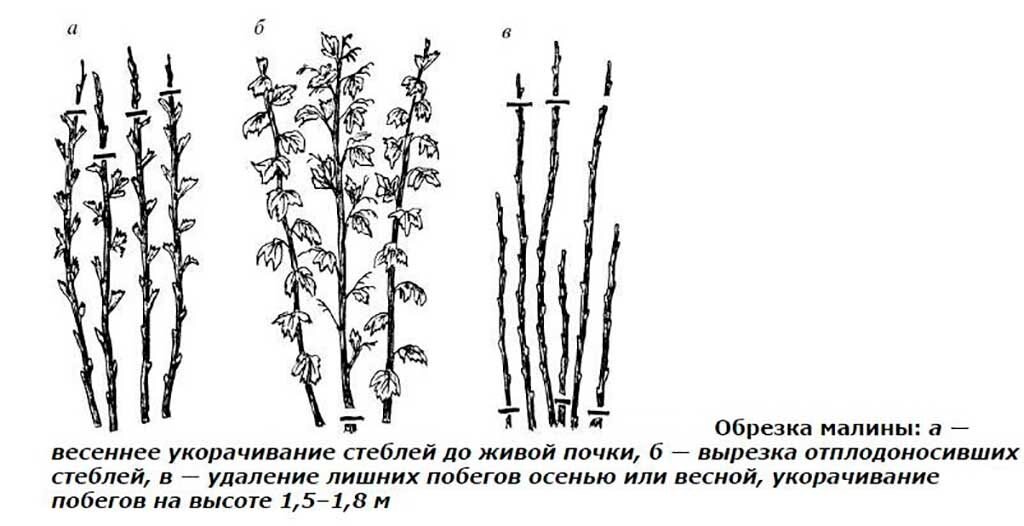 На какую высоту обрезать малину весной